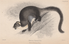 Petaurus Taguanoides